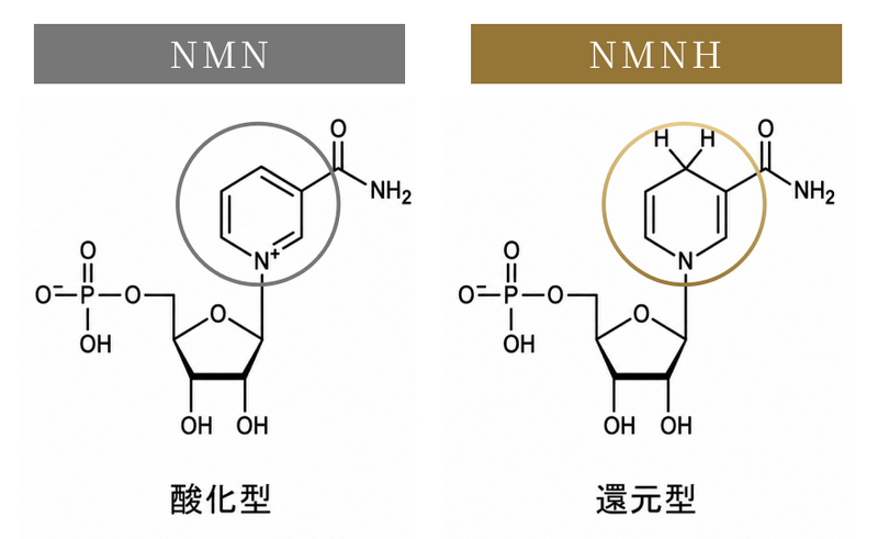 NMNとNMNHの共通点・相違点