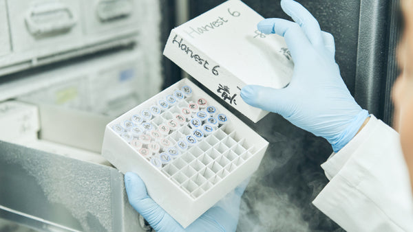 ヒト臨床研究による<br>安全性試験済み