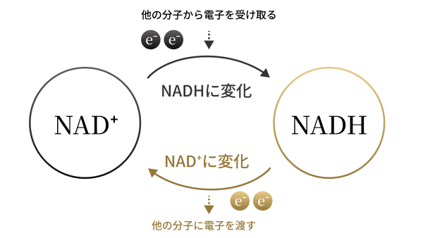 NMN の還元型分子